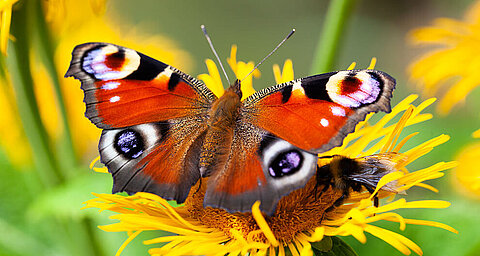 Ein lebendiger Schmetterling mit auffälligen Augenmustern auf einer gelben Blume, begleitet von einer Biene.