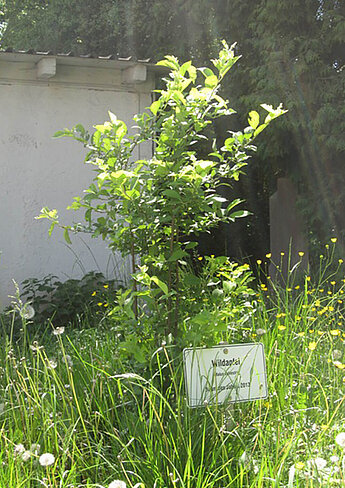 Ein junger Baum mit grünen Blättern, umgeben von Wildblumen und Gras, vor dem ein Schild mit der Aufschrift "Wildaptei" steht.