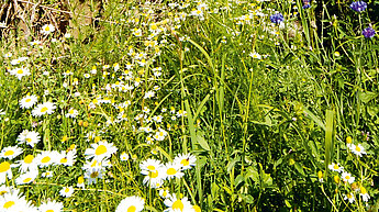 Eine lebendige Wiese mit weißen Gänseblümchen und blauen Blumen, umgeben von grünem Gras und Laub.