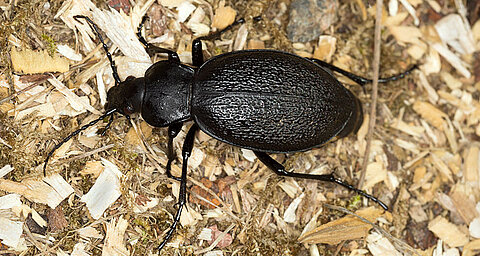 Ein schwarzer Käfer mit verschlungenen Mustern auf seinem Körper, der auf einer mit kleinen Partikeln bedeckten Oberfläche ruht.