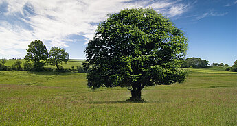 Abholzung Baum